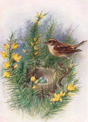 Paapje - Pratincola rubetra, ca. 1910, 1910