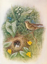 Fitis - Phylloscopus trochilus, ca. 1910