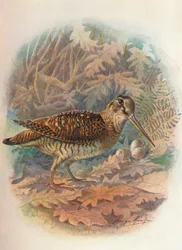 Houtsnip - Scolopax rusticula, ca. 1910, 1910