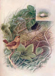 Winterkoning - Troglodytes parvulus, ca. 1910
