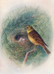 Geelgors - Emberiza citrinella, ca. 1910