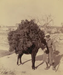 Ezel die een lading wortels en takken voor brandstof draagt, Palestina, c.1900