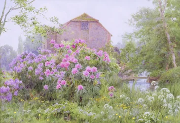 Rhododendrons bij een watermolen