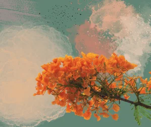Koninklijke Poinciana “El Flamboyan”