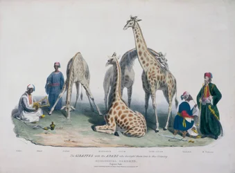 Dierentuin, Regent