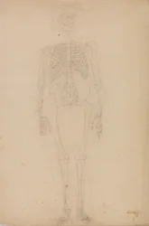 Een vergelijkende anatomische uiteenzetting van de structuur van het menselijk lichaam met dat van een tijger en een hoender: Menselijk skelet, vooraanzicht