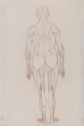 Een vergelijkende anatomische uiteenzetting van de structuur van het menselijk lichaam met dat van een tijger en een hoender: Figuur van de mens, achteraanzicht (schetstekening voor sleutelfiguur bij tabel XII)