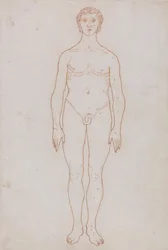 Een vergelijkende anatomische uiteenzetting van de structuur van het menselijk lichaam met dat van een tijger en een hoender: Studie van de menselijke figuur, vooraanzicht (schetstekening voor tabel VI)