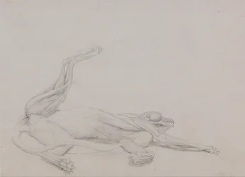 Een vergelijkende anatomische uiteenzetting van de structuur van het menselijk lichaam met dat van een tijger en een hoender:  Tijgerlichaam, liggend, centraal bekeken
