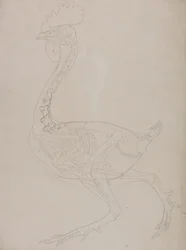 Een vergelijkende anatomische uiteenzetting van de structuur van het menselijk lichaam met dat van een tijger en een hoender:  Kippenskelet, zijaanzicht