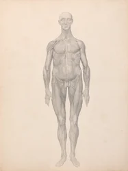 Een vergelijkende anatomische uiteenzetting van de structuur van het menselijk lichaam met dat van een tijger en een hoender: Menselijke figuur, vooraanzicht, huid en onderliggende vliezen verwijderd (voltooide studie voor tabel XI)