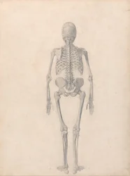 Een vergelijkende anatomische uiteenzetting van de structuur van het menselijk lichaam met dat van een tijger en een hoender: Menselijk skelet, achteraanzicht (voltooide studie voor tabel II)