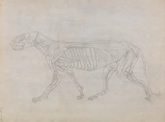 Een vergelijkende anatomische uiteenzetting van de structuur van het menselijk lichaam met dat van een tijger en een hoender: Tijgerlichaam, zijaanzicht