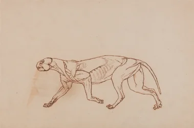 Een vergelijkende anatomische uiteenzetting van de structuur van het menselijk lichaam met dat van een tijger en een hoender:  Luipaardlichaam, zijaanzicht (Later stadium in dissectie, oppervlakkig bindweefsel en oren verwijderd)