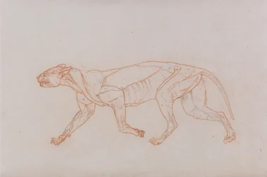 Een vergelijkende anatomische uiteenzetting van de structuur van het menselijk lichaam met dat van een tijger en een hoender:  Lichaam van een luipaard, zijaanzicht