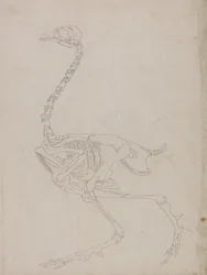 Een vergelijkende anatomische uiteenzetting van de structuur van het menselijk lichaam met dat van een tijger en een hoender:  Kippenskelet, zijaanzicht (schets van het skelet)