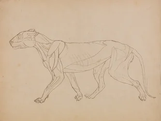 Een vergelijkende anatomische uiteenzetting van de structuur van het menselijk lichaam met dat van een tijger en een hoender:  Tijgerlichaam, zijaanzicht (Waarschijnlijk gemaakt als basis voor een sleutelfiguur)