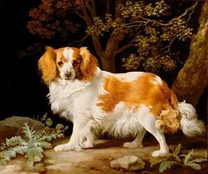 Een Lever- en Witte King Charles Spaniel in een Boslandschap