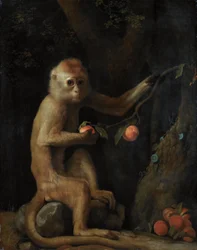 Een aap