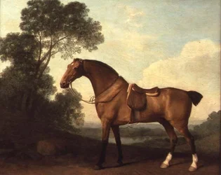Een Gezadelde Bruine Jager in een Landschap met een Meer Verderop