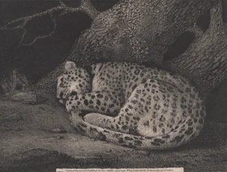 Een slapende luipaard, gegraveerd door de kunstenaar, gepubliceerd in 1791