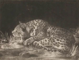 Een Tijger (Slapende Luipaard)