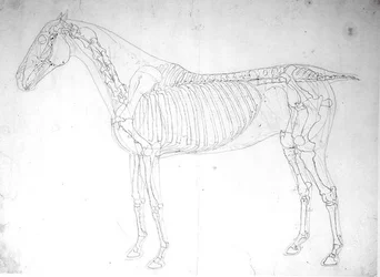 Anatomische studie van een paard