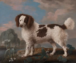Bruine en witte Norfolk of Waterspaniël, 1778