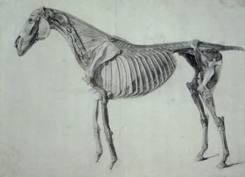 Afgewerkte studie voor de vijfde anatomische tafel van een paard (grafiet op papier)