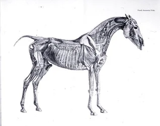 Vierde anatomische tafel, uit 