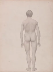Menselijke figuur, achteraanzicht, ongedissecteerd (afgewerkte studie voor Tabel VII)