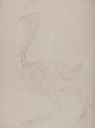 Studie van een vogel, lateraal aanzicht, uit Een vergelijkende anatomische expositie van de structuur van het menselijk lichaam met die van een tijger en een gewone vogel, 1795-1806