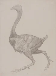 Studie van een Kip, Lateraal Aanzicht, uit Een Vergelijkende Anatomische Expositie van de Structuur van het Menselijk Lichaam met die van een Tijger en een Gewone Kip, 1795-1806