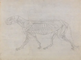 Studie van een tijger, lateraal aanzicht, uit Een vergelijkende anatomische expositie van de structuur van het menselijk lichaam met die van een tijger en een gewone vogel, 1795-1806