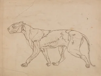 Studie van een tijger, lateraal aanzicht, uit Een vergelijkende anatomische expositie van de structuur van het menselijk lichaam met die van een tijger en een gewone vogel, 1795-1806