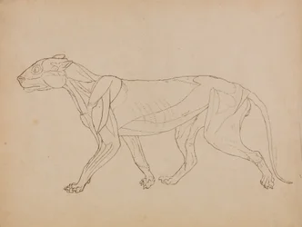 Studie van een tijger, lateraal aanzicht, uit Een vergelijkende anatomische expositie van de structuur van het menselijk lichaam met die van een tijger en een gewone vogel, 1795-1806