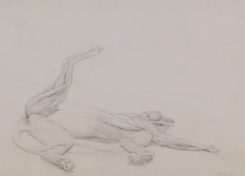 Studie van een tijger, liggend, ventraal aanzicht, uit Een vergelijkende anatomische expositie van de structuur van het menselijk lichaam met die van een tijger en een gewone vogel, 1795-1806
