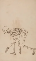Studie van het Menselijk Lichaam, Laterale Weergave, uit Een Vergelijkende Anatomische Expositie van de Structuur van het Menselijk Lichaam met die van een Tijger en een Gewone Vogel, 1795-1806