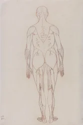 Studie van het menselijk lichaam, achteraanzicht, uit Een Vergelijkende Anatomische Expositie van de Structuur van het Menselijk Lichaam met die van een Tijger en een Gewone Vogel, c.1795-1806