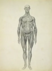 De Menselijke Figuur, vooraanzicht, uit de serie 