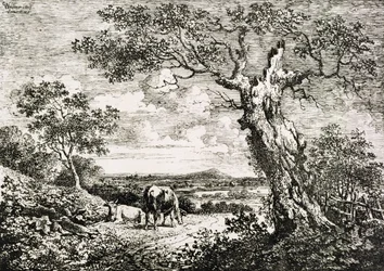 Twee koeien in een veld