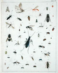 Verschillende insecten, plaat VII uit 