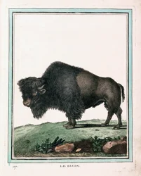 Antieke prent van Amerikaanse buffel