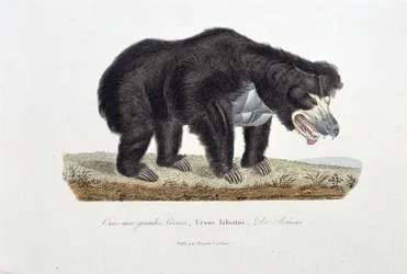 Natuurhistorische plaat: Zoölogische plaat die de Beer met Grote Lippen, Ursus labiatus, De Blainville afbeeldt - in 