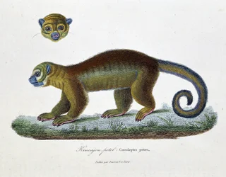Natuurhistorische plaat: Zoologische plaat met de Kincajou Potot, Cercoleptes potos - in 