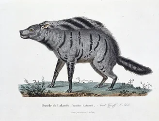 Natuurhistorische plaat: Zoölogische plaat die de Protele de Lalande afbeeldt, Proteles Lalandii - in 