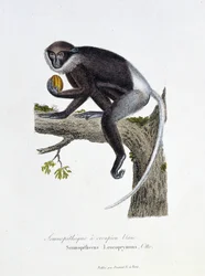 Natuurhistorische plaat: Zoölogische plaat die de Witte Rump Semnopitheque afbeeldt, Semnopithecus Leucoprymnus, Otto - in 