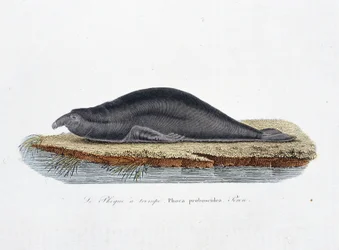 Natuurhistorische Plaat: Zoologische plaat met de zeehond a trompe, Phoca proboscidea, Peron - in 
