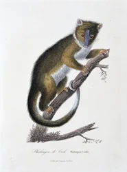 Natuurhistorische plaat: Zoölogische kaart die de Phalanger van Cook afbeeldt (Phalangista Cookii) - in 