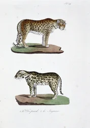 Natuurhistorische plaat: Zoölogische plaat die 1. De Luipaard en 2. De Jaguar afbeeldt - in "Volledige Werken van Buffon" door natuuronderzoeker Georges Louis Leclerc, Graaf van Buffon (1707 - 1788). Gravure uit 1837.